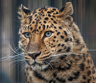 Леопард с голубыми глазами и сипухи прилетели в Новосибирск из Москвы