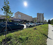 Новые липы взамен сломанных вандалом высадили у Центрального парка