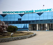 Японские макаки поселились в Новосибирском зоопарке