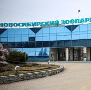 Японские макаки поселились в Новосибирском зоопарке