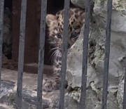 Котёнок дальневосточного леопарда вышел на прогулку в зоопарке