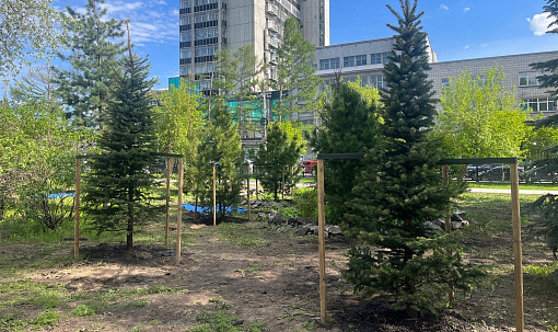На месте снесённого кафе в Первомайском сквере появились ели и кедры