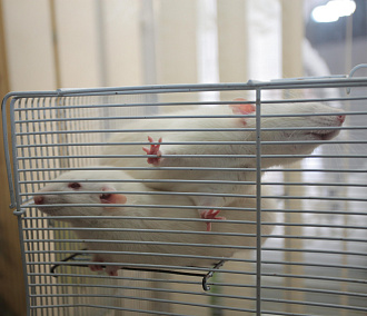 Новое открытие учёных: зачем мыши вдыхают марганец в лаборатории СО РАН