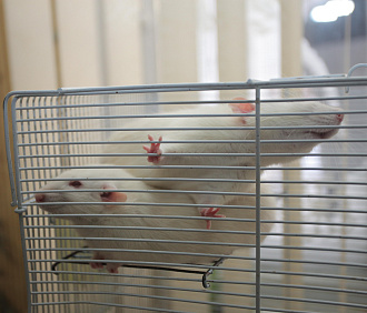 Новое открытие учёных: зачем мыши вдыхают марганец в лаборатории СО РАН