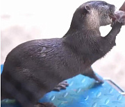 Зверям из Новосибирского зоопарка устроили диспансеризацию: видео