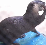 Зверям из Новосибирского зоопарка устроили диспансеризацию: видео