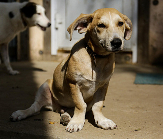 «Биму переехала бетономешалка»: репортаж из больницы для бездомных собак