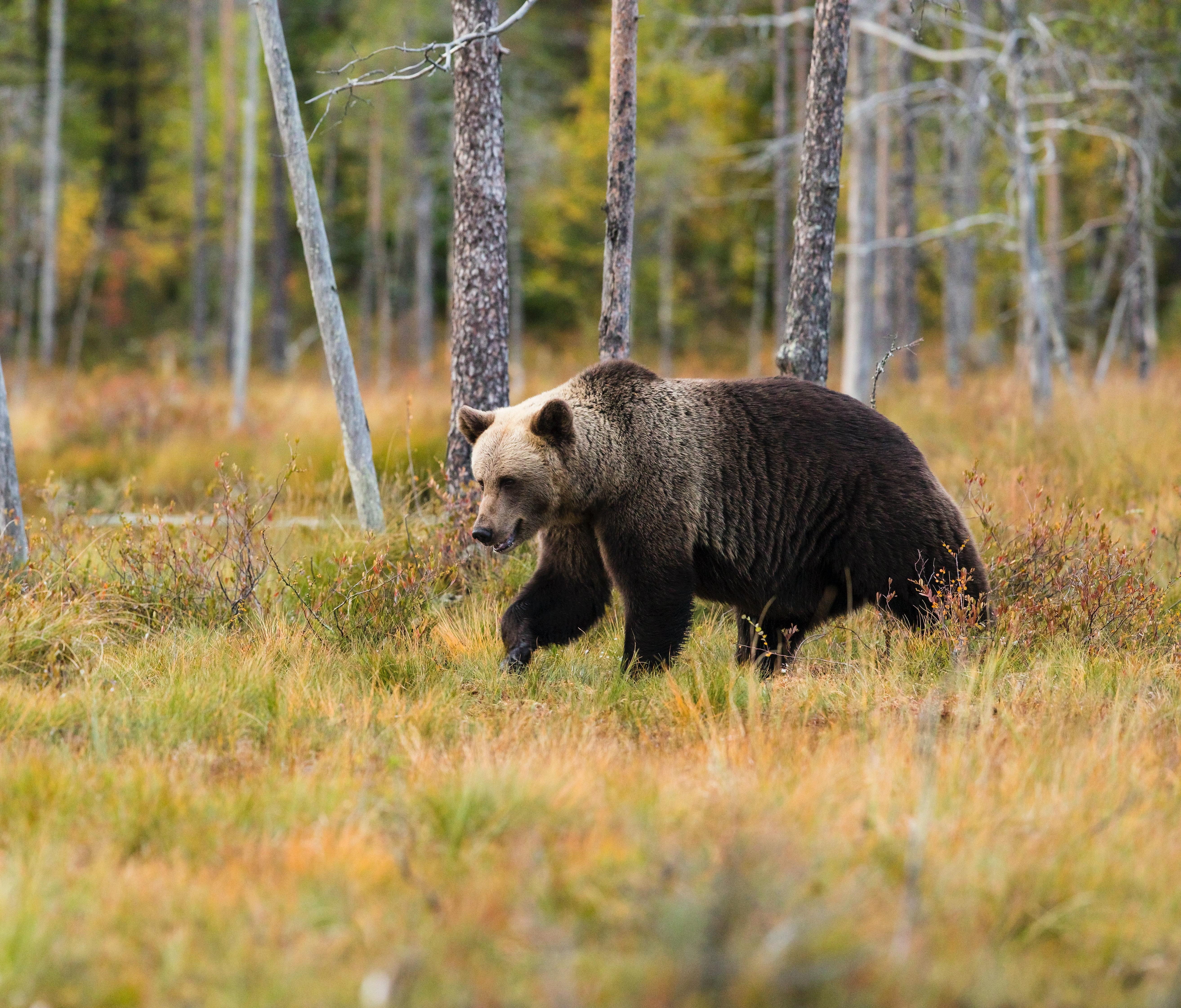 Водитель устроил погоню за медвежонком в Новосибирской области