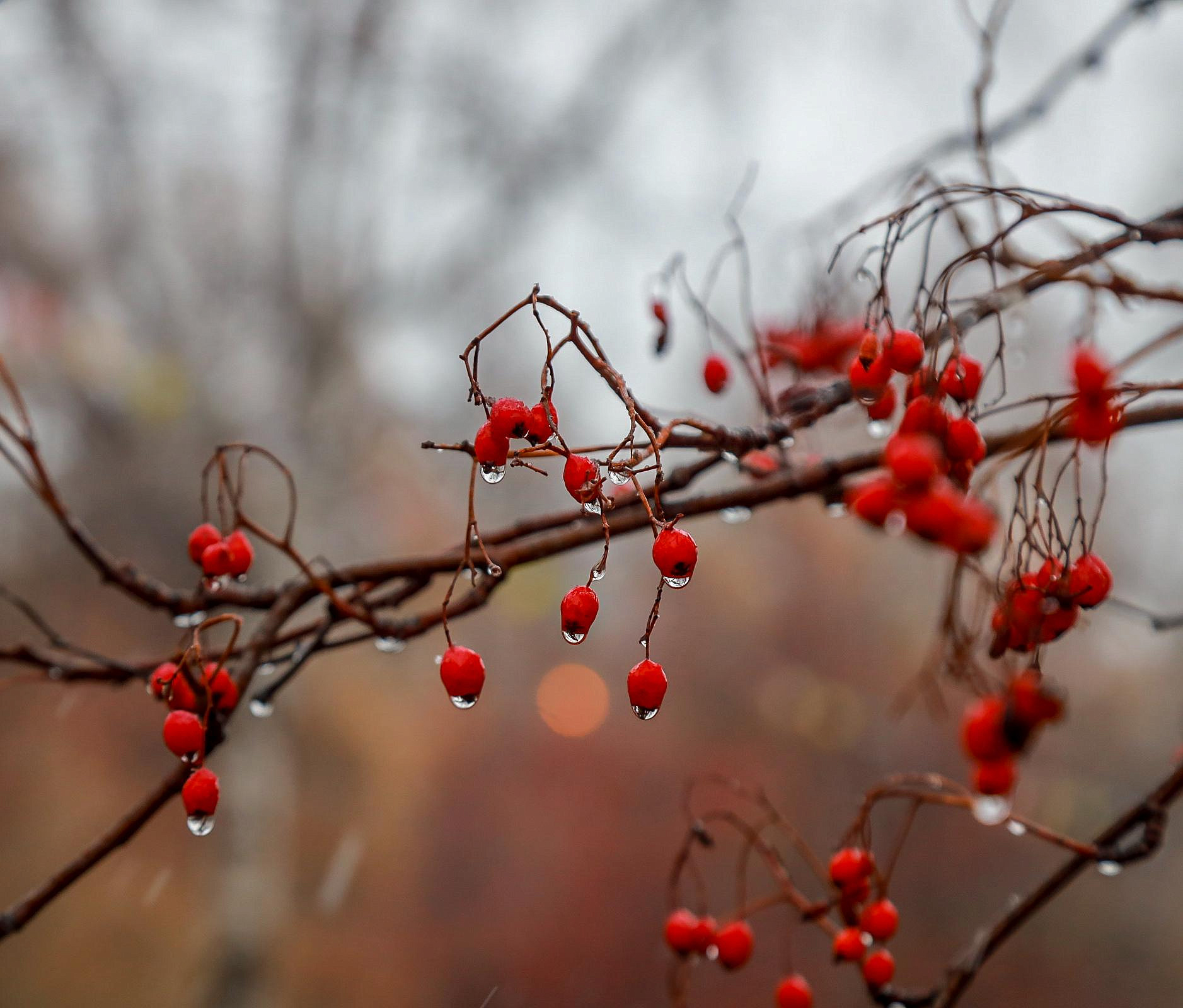 Синоптики предупредили новосибирцев о капризной погоде до конца ноября