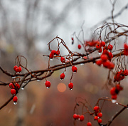 Синоптики предупредили новосибирцев о капризной погоде до конца ноября