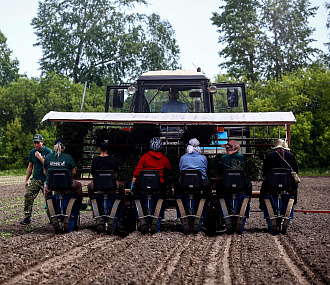 Как машина сажает рассаду томатов: фоторепортаж с полей под Новосибирском