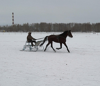 Кони на снегу: как выглядит ипподром в Новосибирске зимой