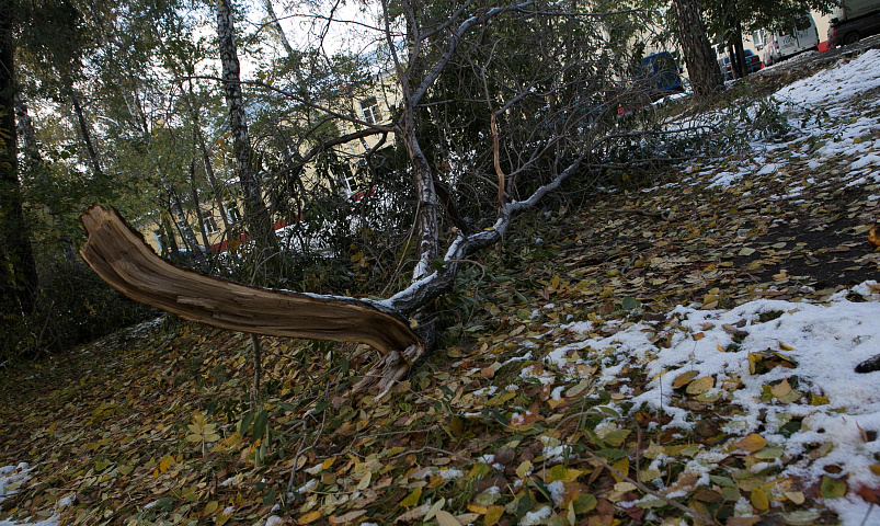 Штормовой ветер повалил деревья в Новосибирске: есть пострадавшие