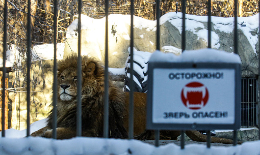 Солью и кофейным жмыхом посыпают дорожки в Новосибирском зоопарке