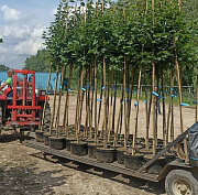 Новосибирск закупил ещё 500 лип: где их высадят — рассказал мэр Кудрявцев