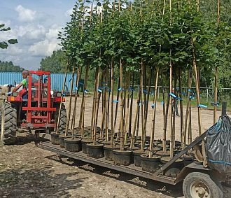 Новосибирск закупил ещё 500 лип: где их высадят — рассказал мэр Кудрявцев