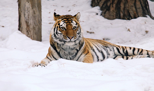 Умер 20-летний амурский тигр Максимус из Новосибирского зоопарка