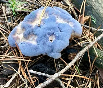 Голубой бархатный гриб нашла в Караканском бору жительница Новосибирска