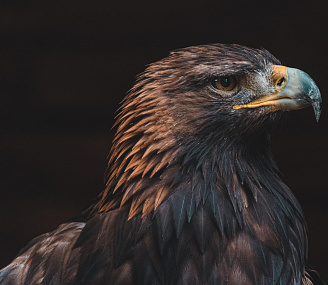Краснокнижного орла-могильника спасли в Новосибирской области