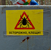 Клещи стали ещё кровожаднее: они укусили уже 5460 новосибирцев