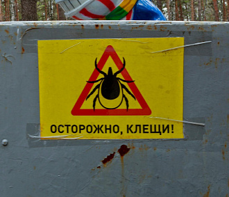 Клещи стали ещё кровожаднее: они укусили уже 5460 новосибирцев