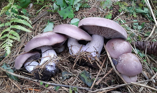 Новосибирец нашёл возле дома нежно-фиолетовые грибы с фруктовым запахом