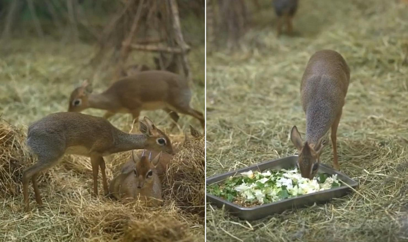 Видео с очаровательными детёнышами дикдиков показал Новосибирский зоопарк