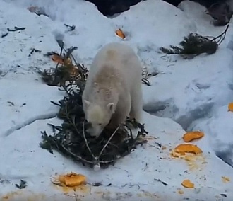 Белые медведи разодрали новогоднюю ёлку в Новосибирском зоопарке