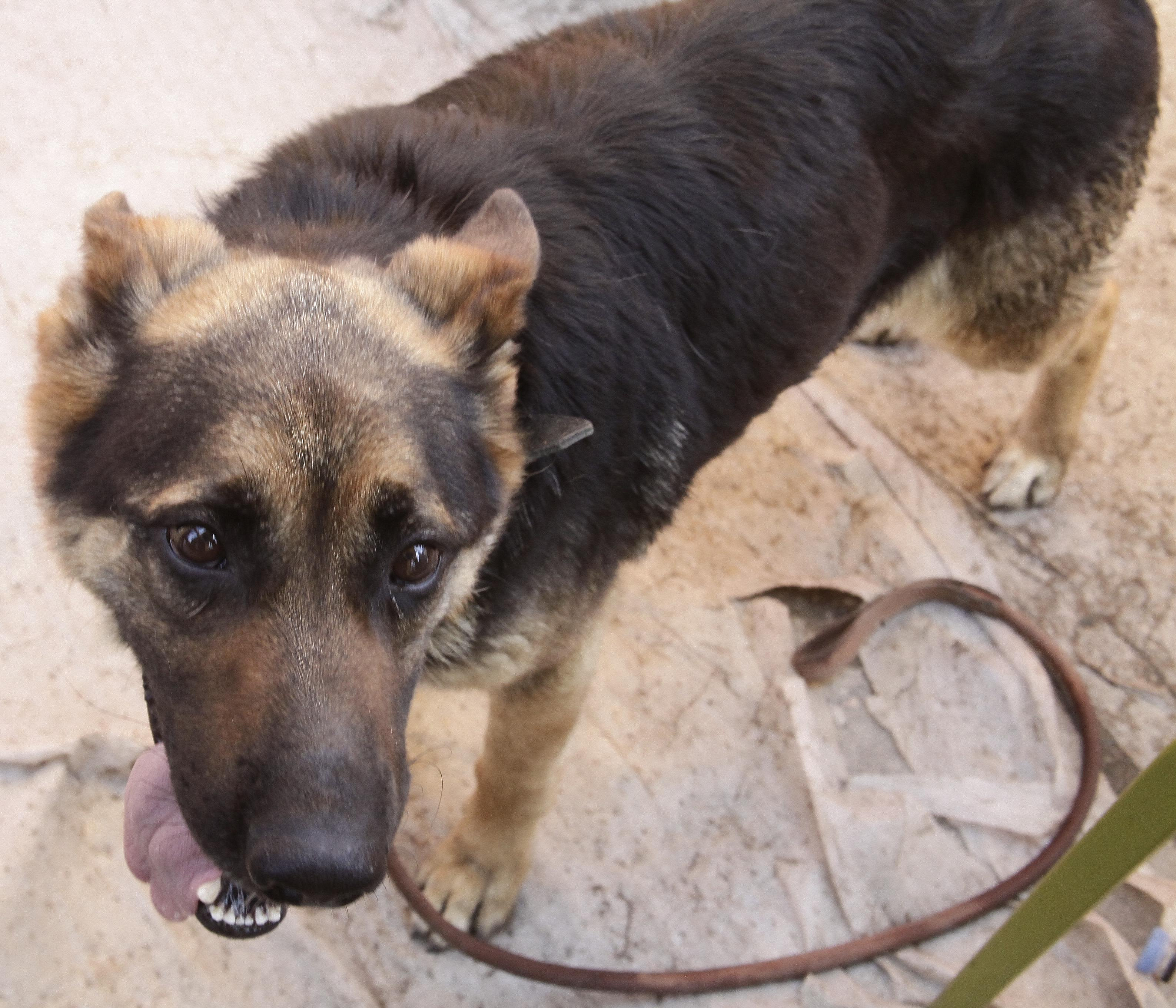 Злая собака третьи сутки держит в дачном доме жительницу Бердска