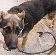 Злая собака третьи сутки держит в дачном доме жительницу Бердска
