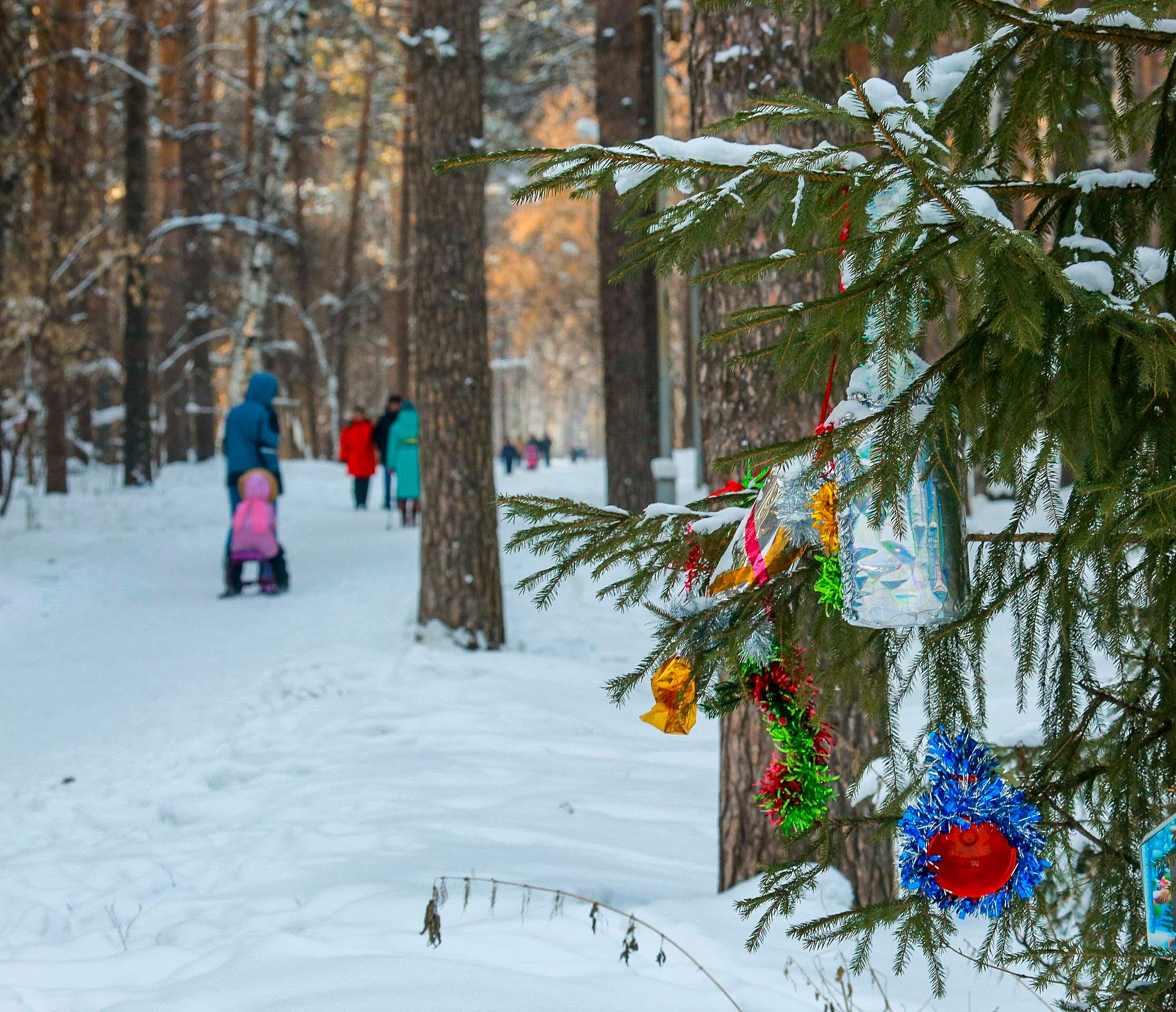 Декабрь в пределах нормы прогнозируют в Новосибирске синоптики