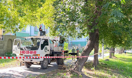 Старые деревья на Богаткова заменят аллеей из 75 трёхметровых лип