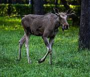 Охотиться на лосей, косуль и медведей разрешат не больше 30 дней