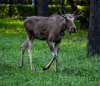 Охотиться на лосей, косуль и медведей разрешат не больше 30 дней