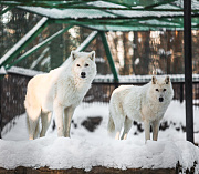 Как животные новосибирского зоопарка переживают первые морозы: фото