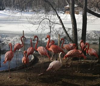 Фламинго и страусы вышли на прогулки в Новосибирском зоопарке