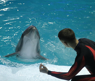 Крупным торговым центрам и дельфинарию разрешили работать в Новосибирске