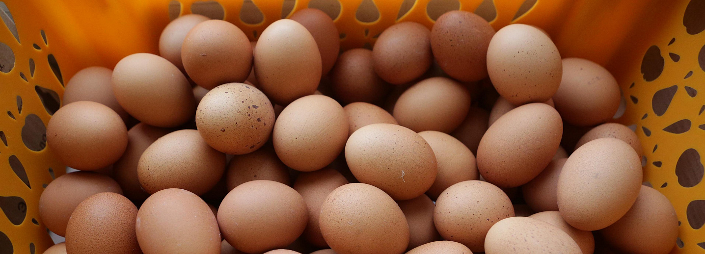 Цены на яйца в странах. Яйца Новосибирск. Яйцо Твиттер.