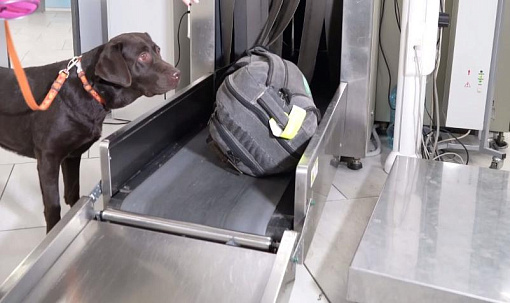 Собака Эмма помогла таможенникам найти незадекларированные деньги