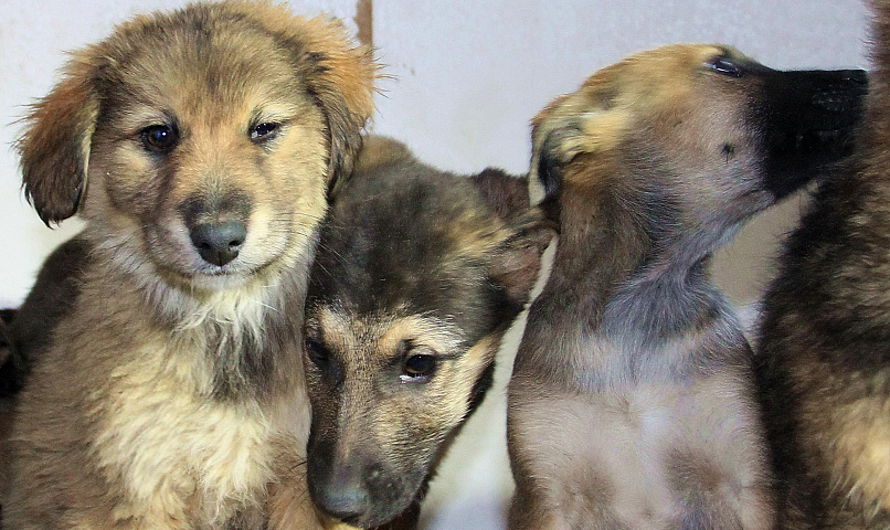 Названы места в Новосибирске, куда запрещено возвращать бродячих собак