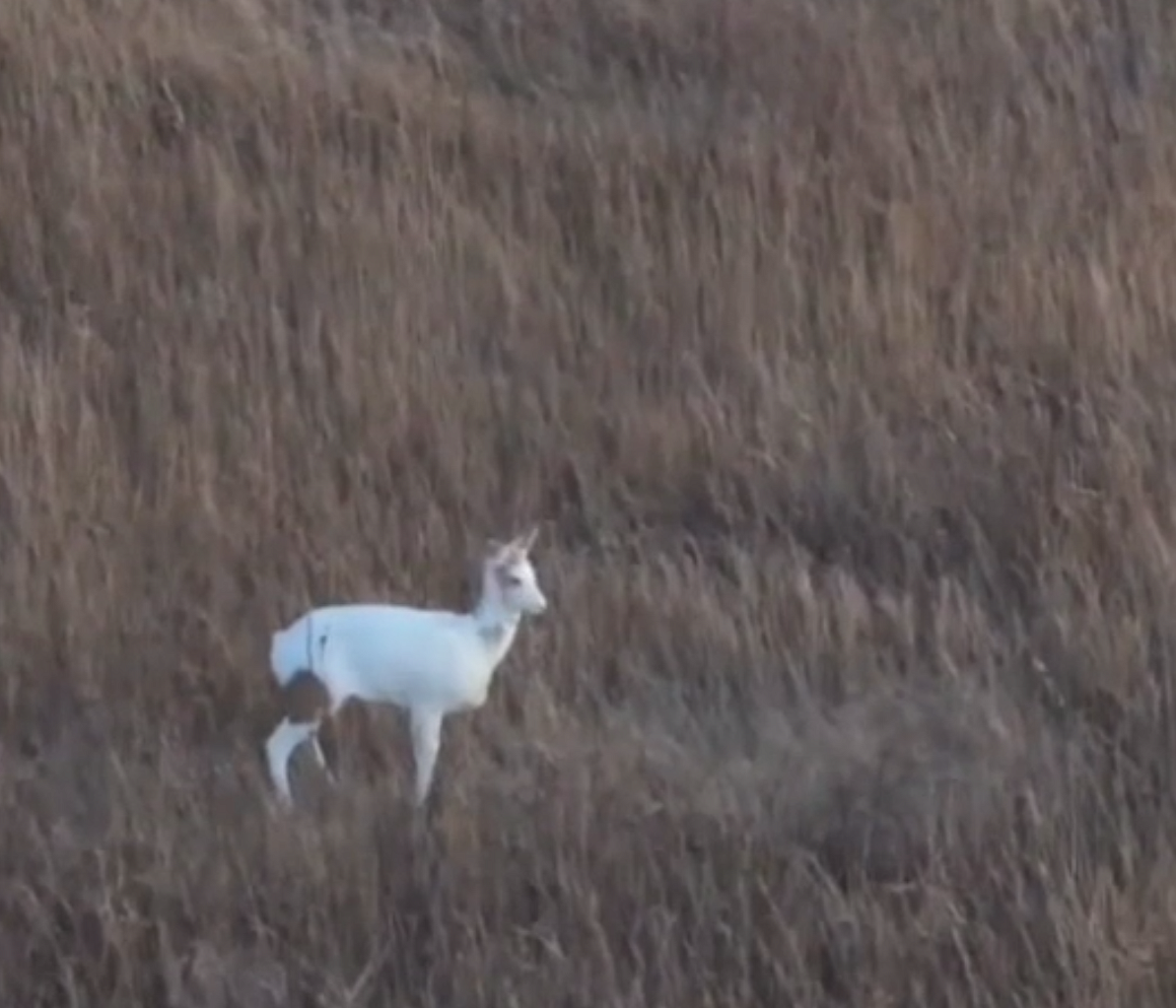 Уникальную косулю-альбиноса заметили в Новосибирской области