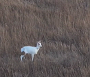 Уникальную косулю-альбиноса заметили в Новосибирской области
