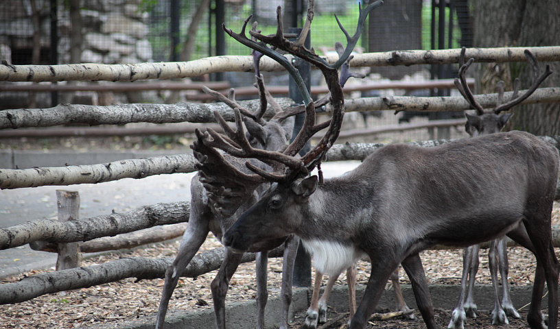 Новосибирский зоопарк собрал три миллиона на восстановление вольеров