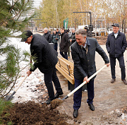 Сибирские кедры высадили в новом парке у заксобрания в Новосибирске