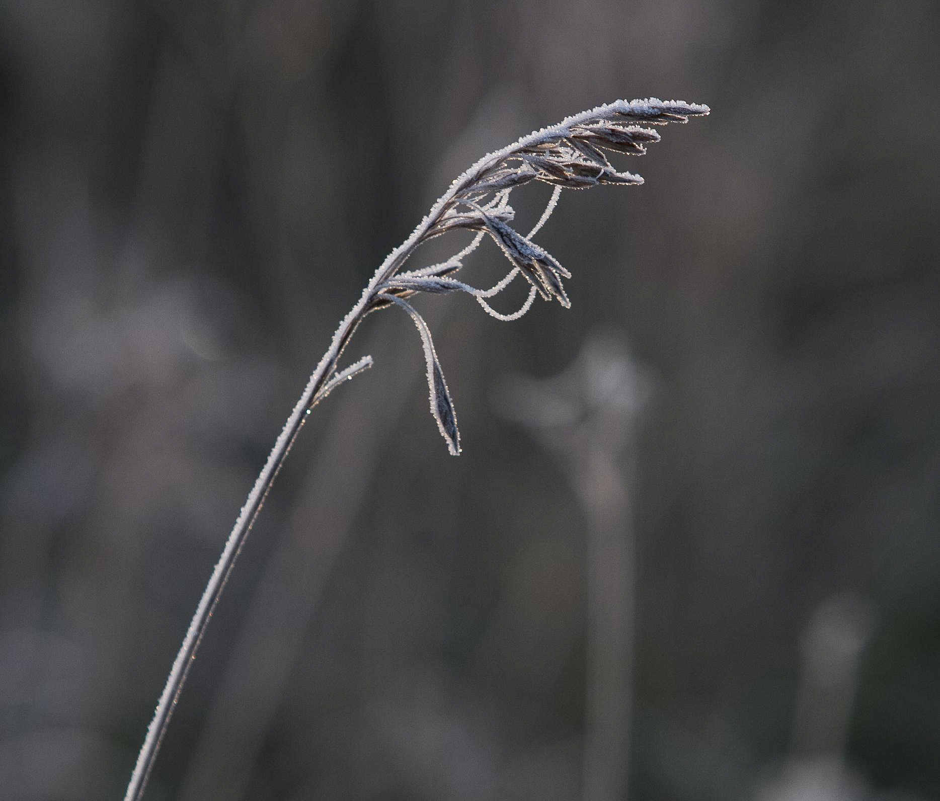 Как подготовить сад и огород к зиме — советы профессора НГАУ
