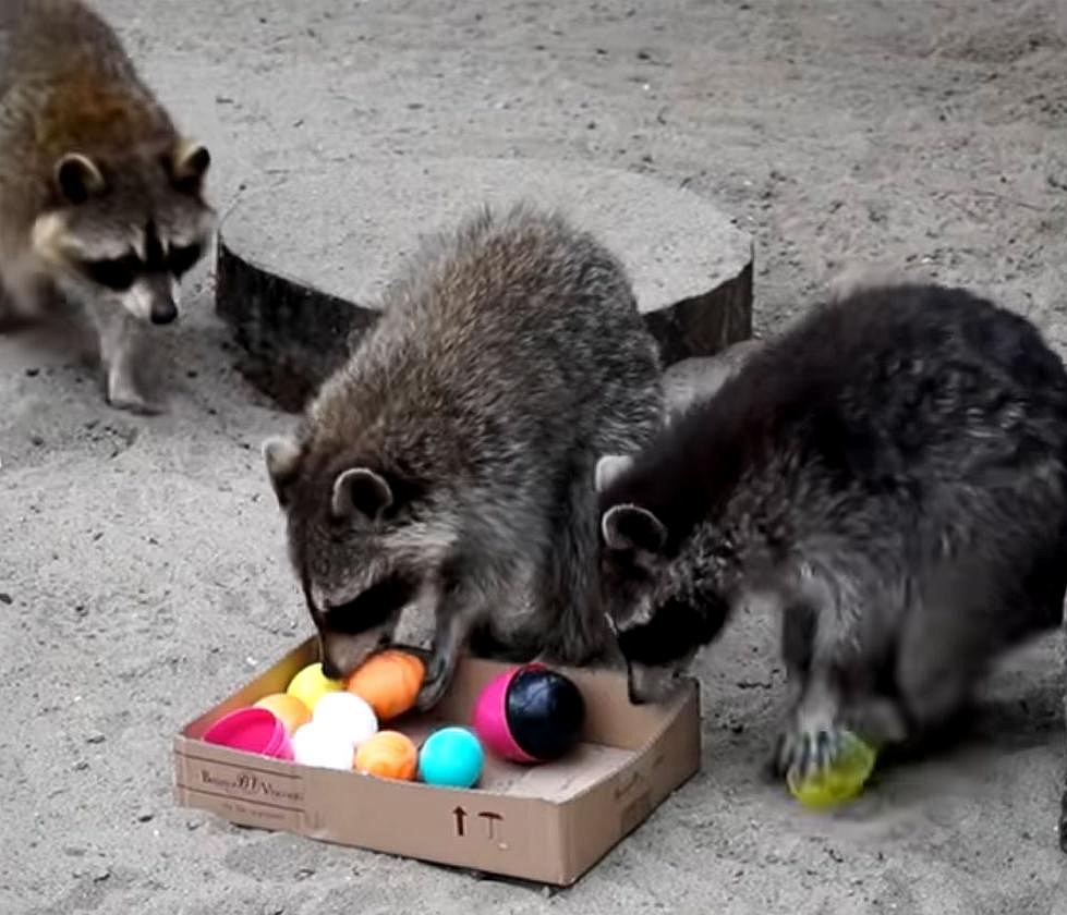 Пасхальное кормление зверей устроили в Новосибирском зоопарке