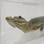 Новое место для крокодила Лаврентьева подготовили в музее физматшколы НГУ