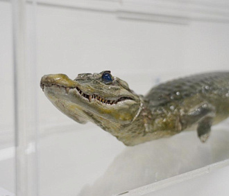 Новое место для крокодила Лаврентьева подготовили в музее физматшколы НГУ