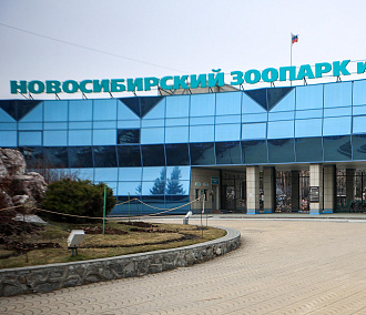 Зоопарку разрешили построить вольер для карликовых бегемотов и медоедов