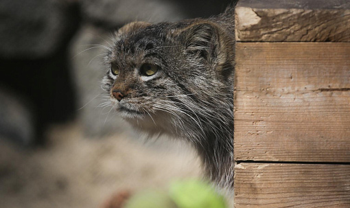 Манулята съехали от родителей в собственные вольеры — смотрим видео